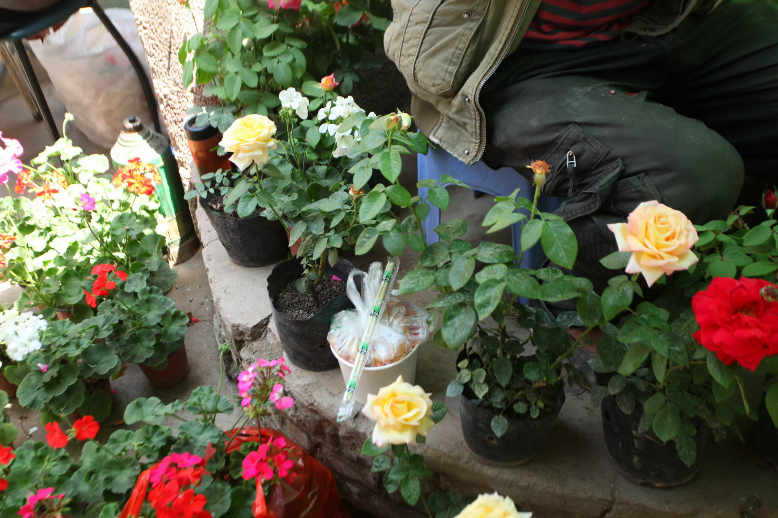 西安六旬老汉集市摆摊只卖一种花日入三百多