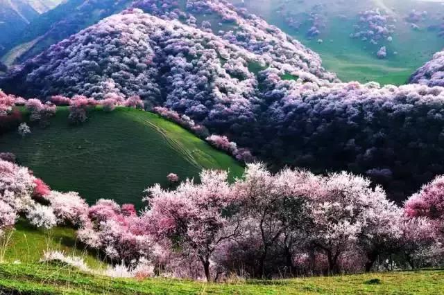 新疆天山山脉脚下,美丽的伊犁河谷,伊人天然香草园艺场.