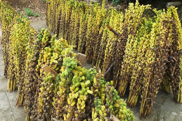 芝麻怎么种植产量高?原来还真有一套!防虫治病施肥都有了!