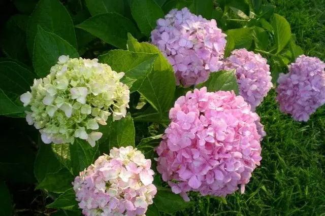 这几种会变颜色的花,快养一盆吧