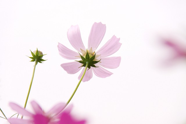 高级人才培养基地,教育部与西南大学共建的教
