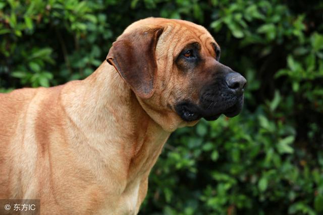 盘点中国十大城市常见禁养犬,想要养狗的朋友