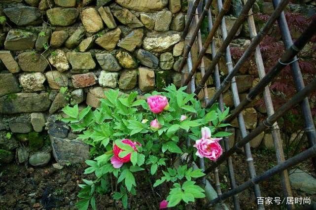 乡村老宅庭院改造,网友:美呆了,我也要回农村