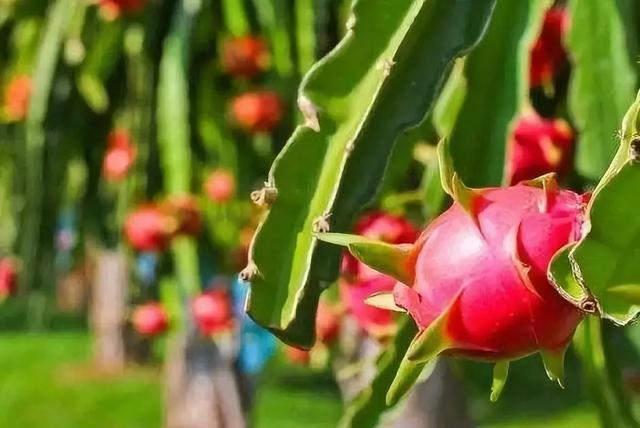 一个火龙果种植园获评国家4A级景区?