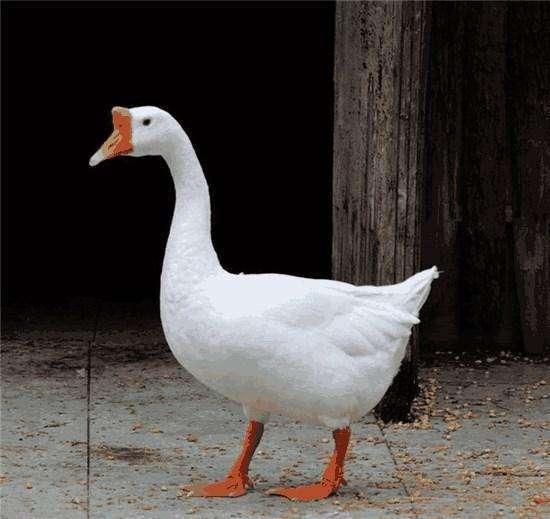 鸡的寿命是多长?猪狗牛鹅不杀又能活几年呢?