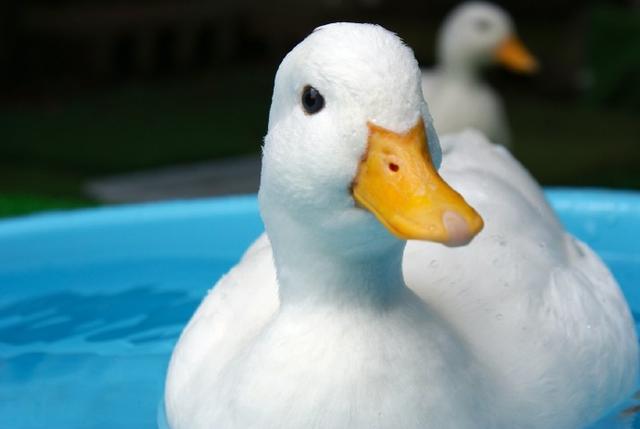 新宠物,鸭子的可爱你想象不到,看腮帮子和鸭胸就知道了