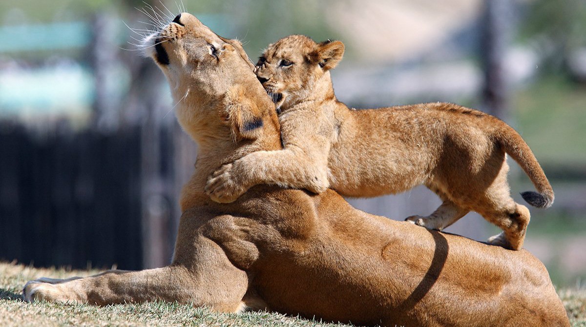给大家分享一个真实的故事, 充满亲情, 感人肺腑