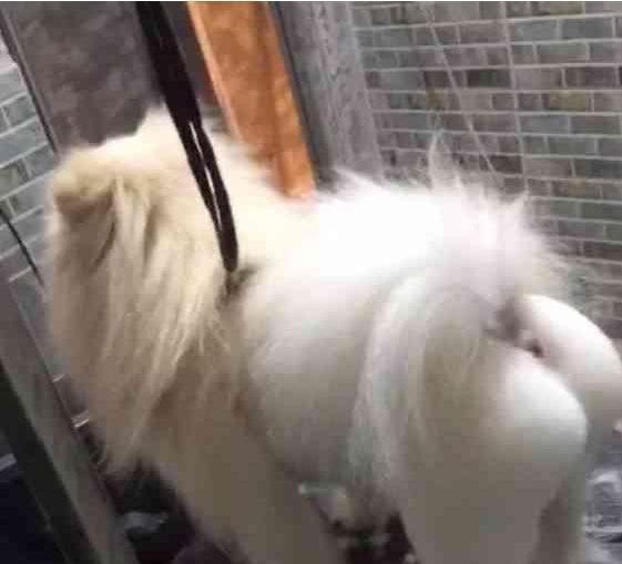动画兔子壁纸561_509动物纸牌蜘蛛图片