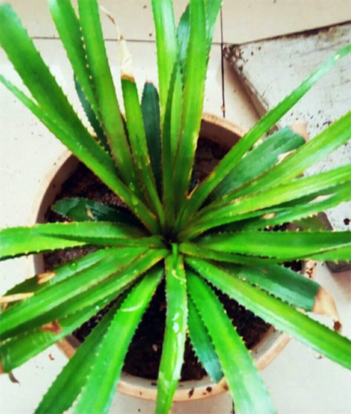 吃完的菠萝叶子别扔,简单8步制作小盆栽,不用