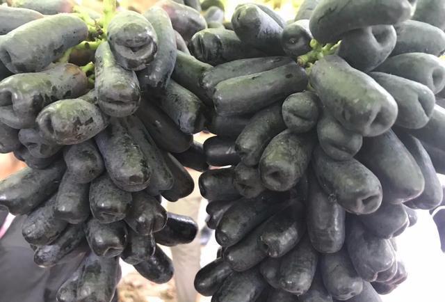 抖音同款网红水果蓝宝石葡萄,落土即活,葡萄中