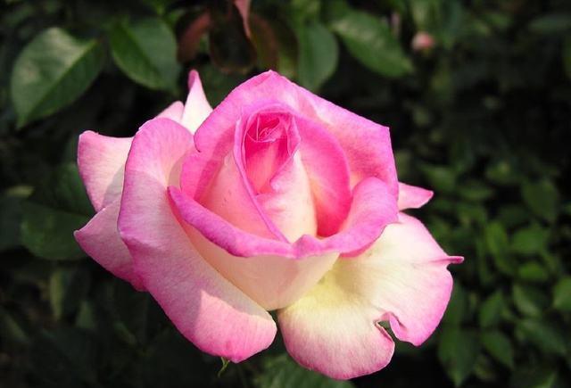 繁殖月季花不用扦插,嫁接在木香花上,开花比玫