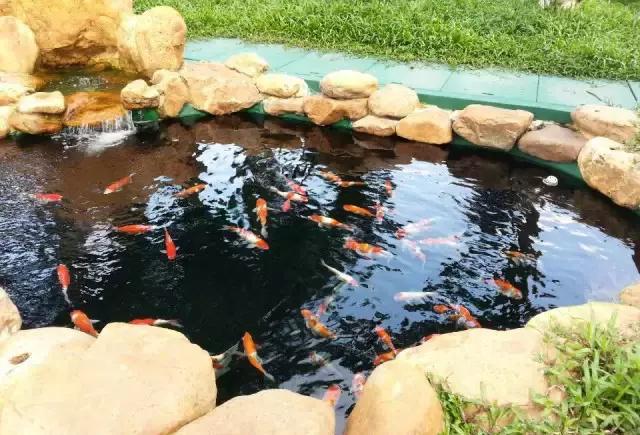 庭院鱼池如何养锦鲤鱼?有哪些技巧?
