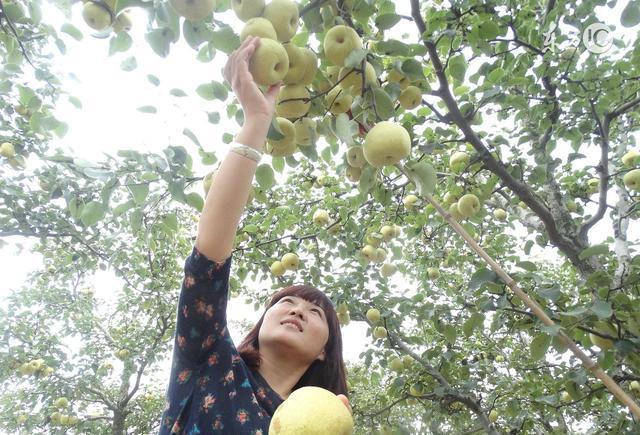 有财而用伤官者,伤官生财需权衡身轻身重