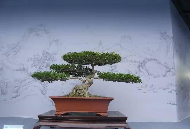 “飓尺黄杨树，  婆要枝千重”  黄杨盆景欣赏