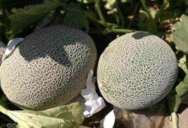 解密新疆哈密瓜哪里的最好吃