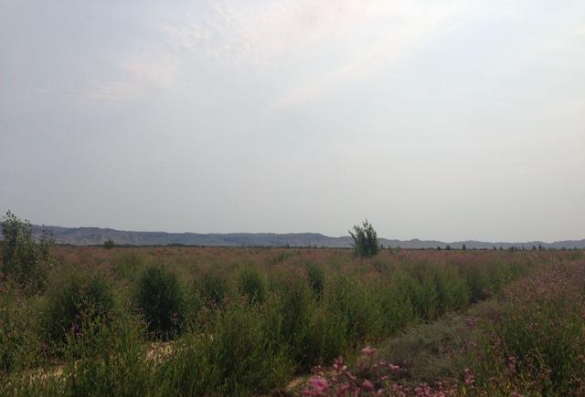 历时10年,耗资亿元,阿勒泰戈宝麻3万亩荒漠玫