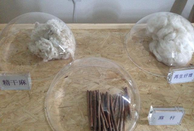 历时10年,耗资亿元,阿勒泰戈宝麻3万亩荒漠玫