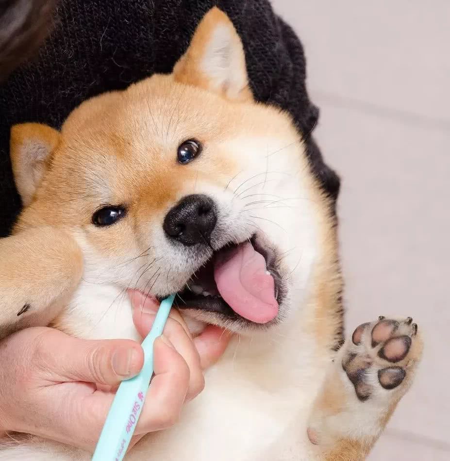 柴犬被迫刷牙,逃不过只好举手投降:牙膏味道真难吃
