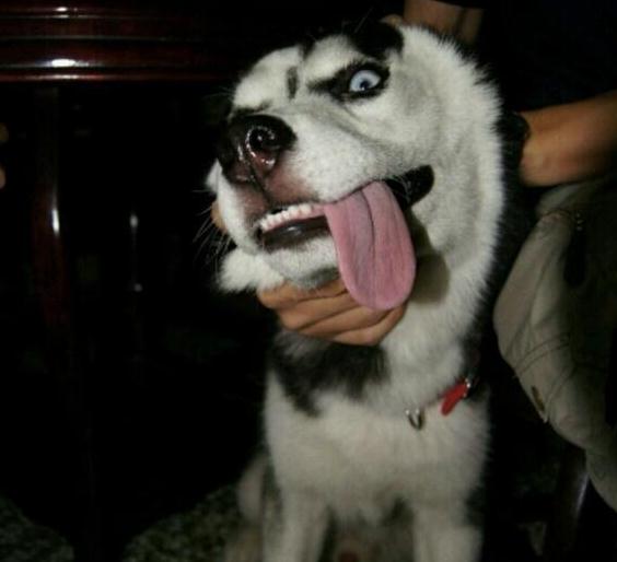 哈士奇吐舌头卖萌,这表情简直有毒,画面太辣眼睛了,快点来救