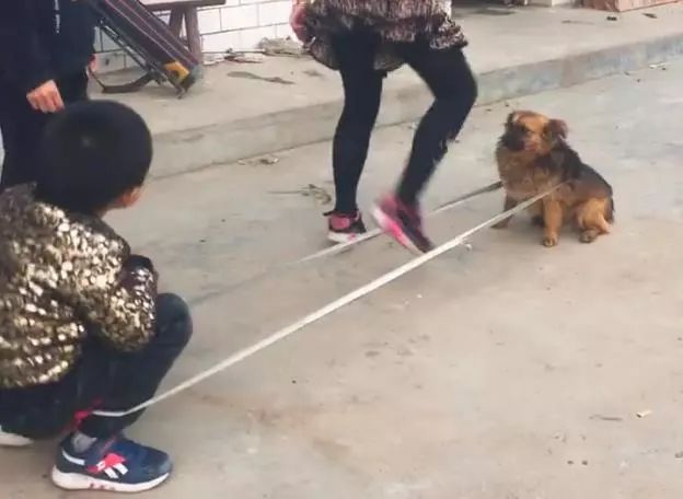 孩子们跳皮筋缺人正发愁,看见了旁边的狗狗,娃:就你了!