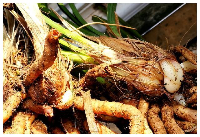 兰花喷施叶面肥,不得不知这些道理,兰花才能长