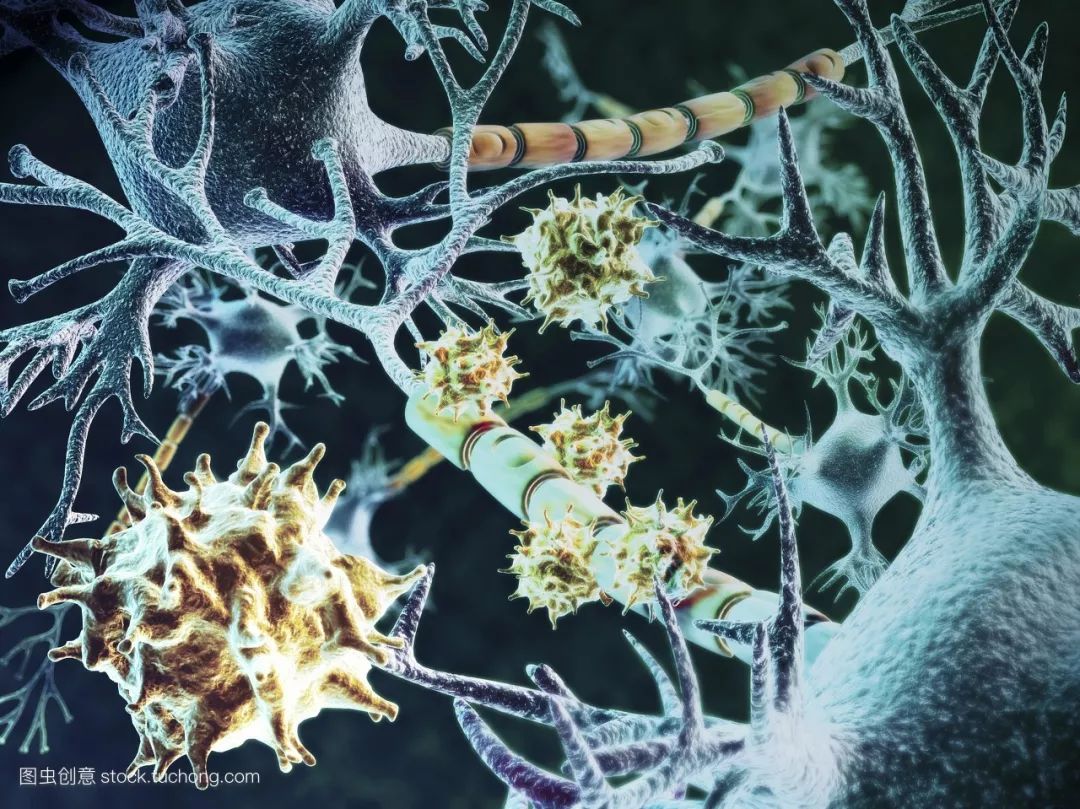 植物神经紊乱(五龙宁神汤)和谷维素的关系