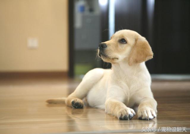 养拉布拉多的血泪史