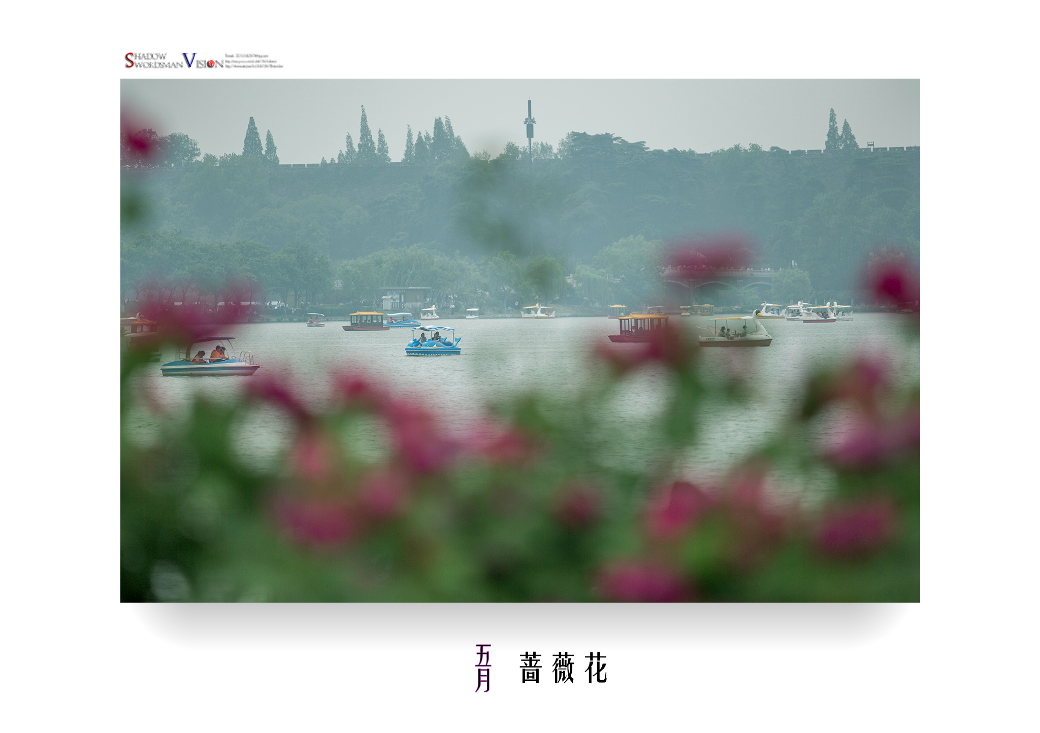 2018,美丽南京。五月·蔷薇(南京,玄武湖月季