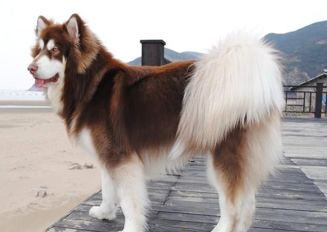 最齐备的狗狗品种先容及图片 看了就熟谙所有的狗狗了