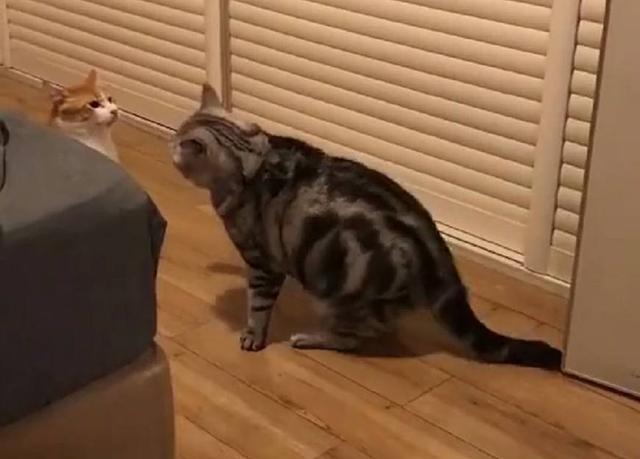 有一位铲屎官家里养了两只猫咪,一只美短,一只橘猫.