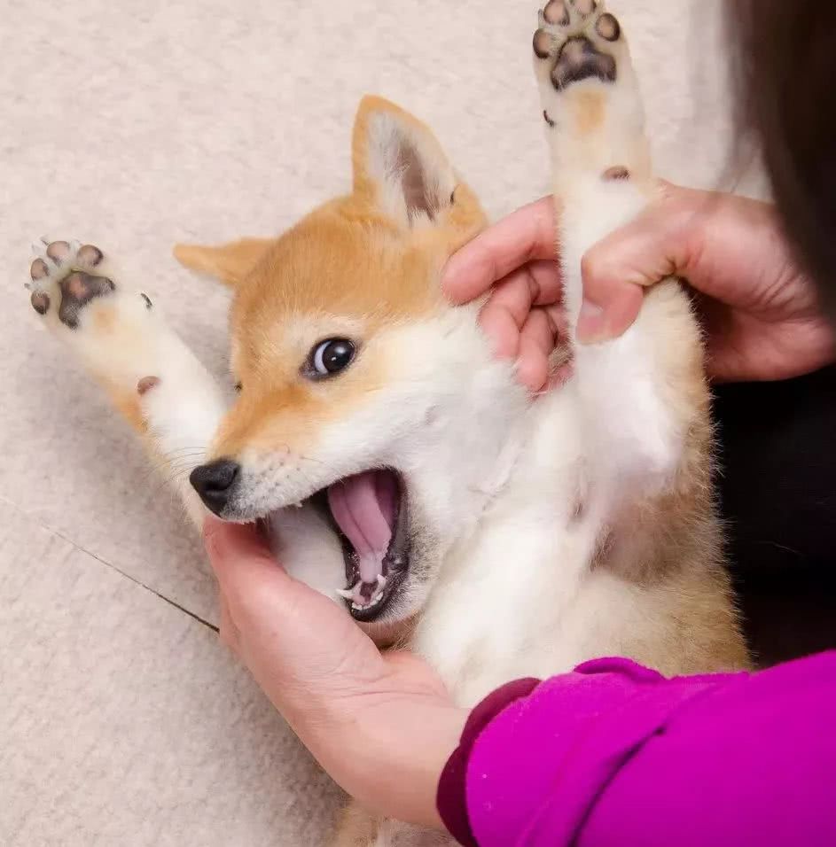 柴犬被迫刷牙,逃不过只好举手投降:牙膏味道真难吃