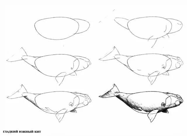 【绘画教程】简单易学的海洋生物简笔画教程(