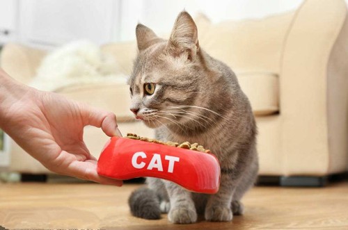 猫无精打采食欲不振，猫无精打采不吃东西