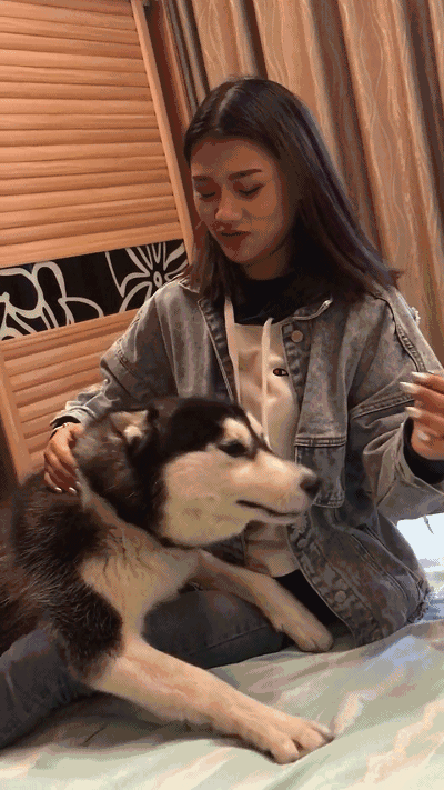 小姐姐和二哈玩游戏,拍了一下狗狗脑袋以后,被二哈给.