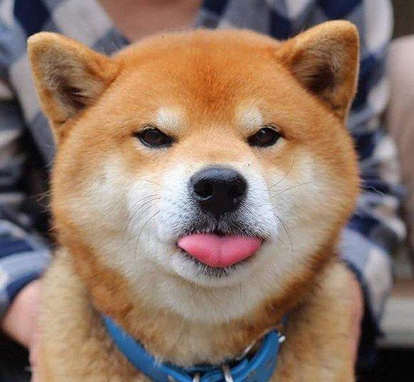 壁纸 动物 狗 狗狗 580_535