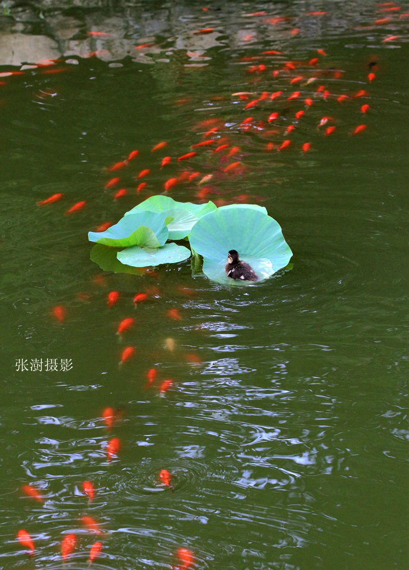 荷花开放,金鱼游荡,鸳鸯戏水,荷塘景色生动如画.