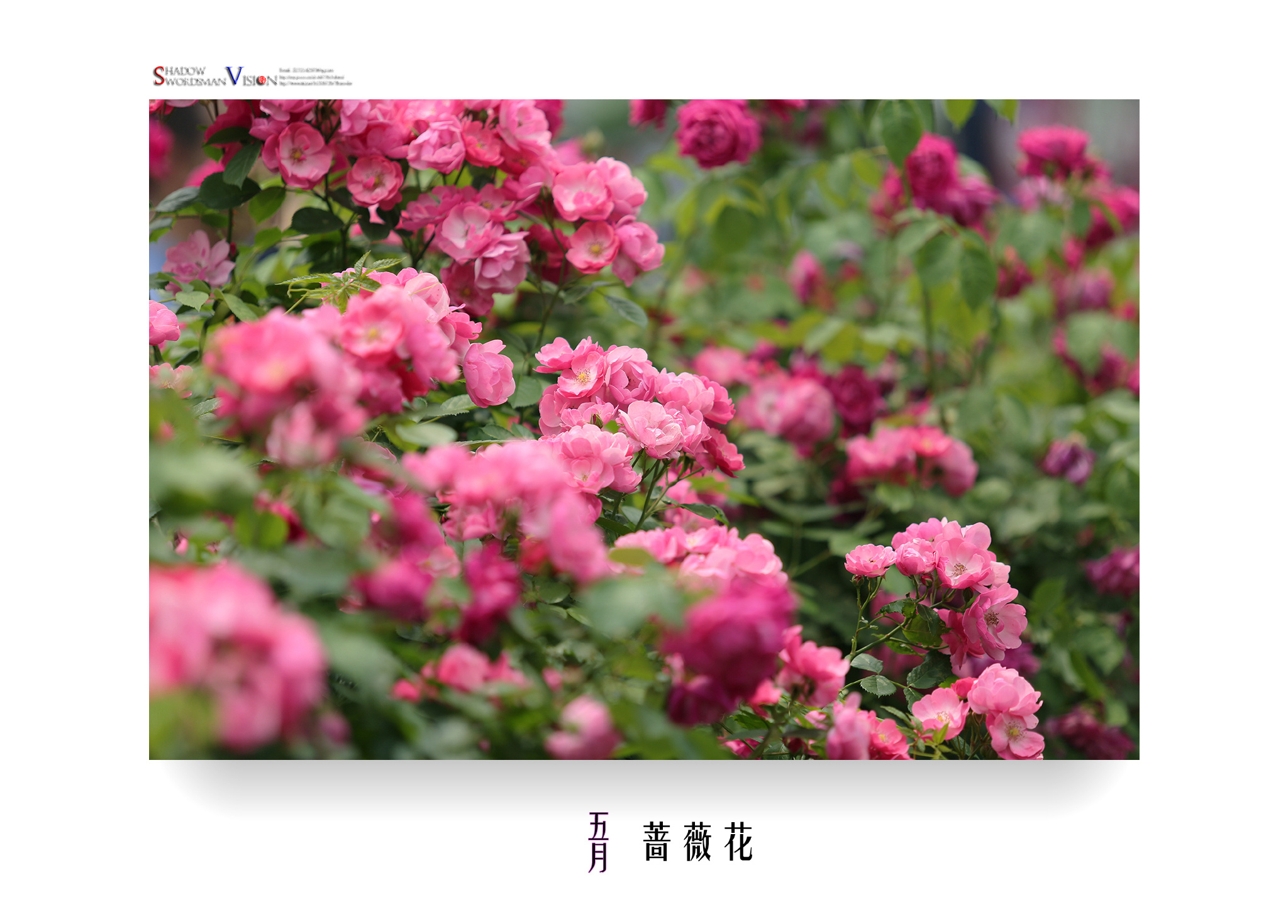 2018,美丽南京。五月·蔷薇(南京,玄武湖月季