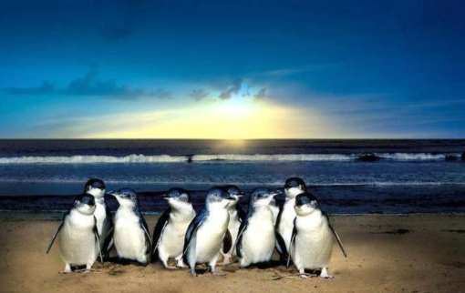 澳洲神仙企鹅岛看呆萌企鹅夜晚准时下班归巢