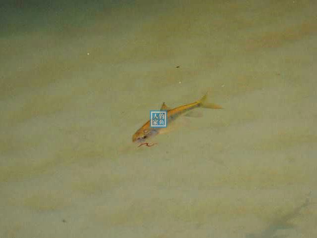 小溪入水口,探钓野生石斑鱼,500元一斤的名贵