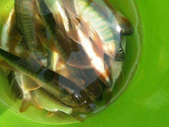 听说这种桃花鱼用手竿不好钓 为什么我感觉也