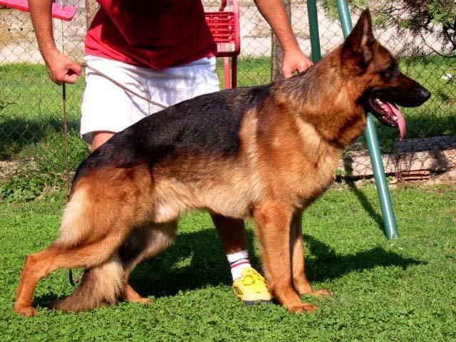 德国牧羊犬，德国黑背的特色