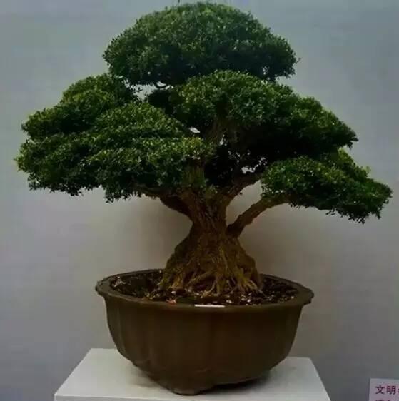 “飓尺黄杨树，  婆要枝千重”  黄杨盆景欣赏