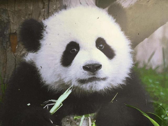 来成都的一日游,这几处网红景点必打卡,错过后