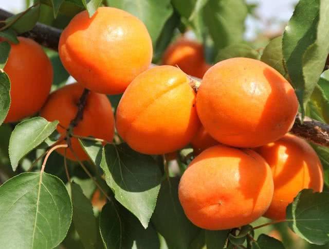 全球公认十种营养价值最高的水果,平时吃的到