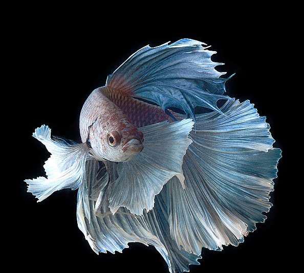 斗鱼是不的是热带鱼,斗鱼是热带鱼一种!