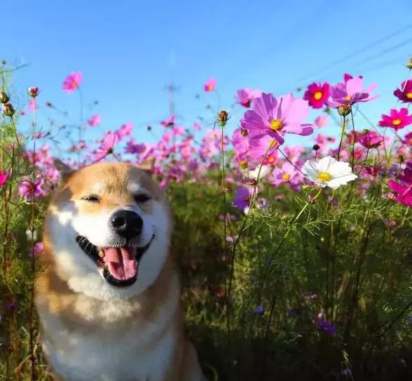 这只一笑就坐拥250万粉丝的柴犬,活到这个份上简直狗生赢家