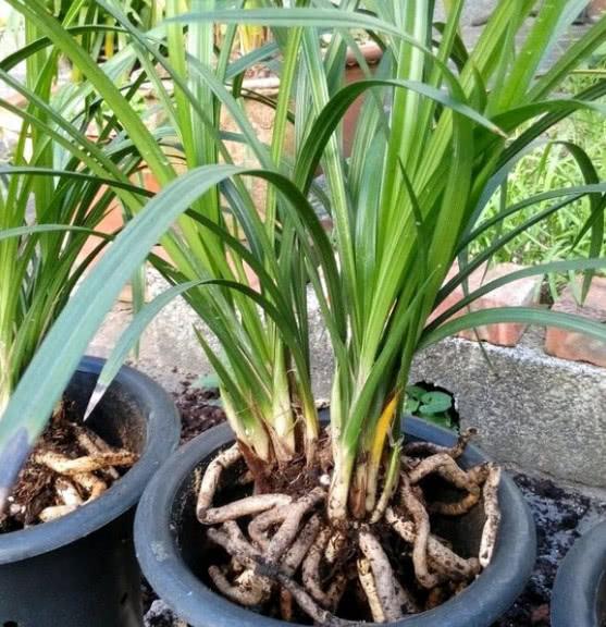 在兰花批发市场买兰花,不少兰友都大呼