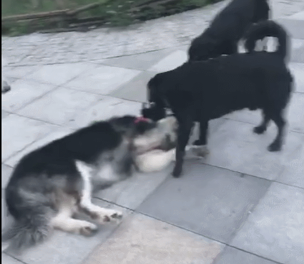 阿拉斯加不想回家,被同伴强行拖走,三傻就是这么任性!