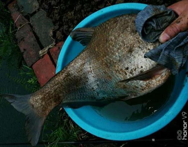 河沟钓起6斤大鳊鱼,鳞片金灿灿,野生的能长这么大吗?
