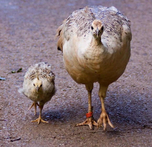 给大家分享一个真实的故事, 充满亲情, 感人肺腑